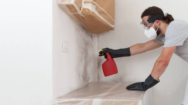 Basement Mold Remediation treatment on basement walls in Wallingford